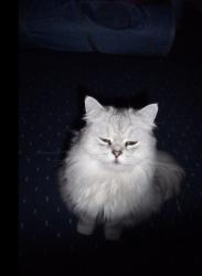 Lost Male Cat last seen M8 9EN, Greater Manchester, England M8 9EN