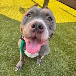 Shelter Stray Female Dog last seen , Animal Care & Control Team of Philly, 111 W Hunting Park Ave, Philadelphia, PA 19140, USA