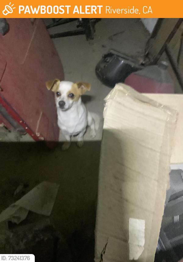 Found/Stray Male Dog last seen Streeter, Riverside, CA 92504