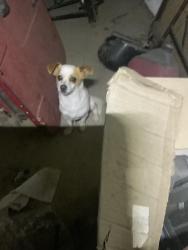 Found/Stray Male Dog last seen Streeter, Riverside, CA 92504