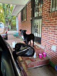 Lost Male Dog last seen Mallory and Kansas street, Memphis, TN 38109