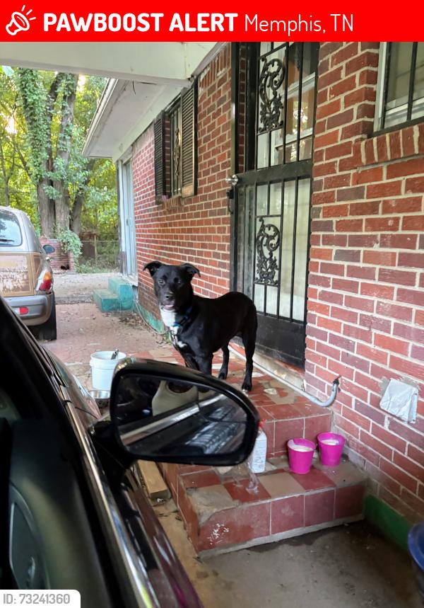 Lost Male Dog last seen Mallory and Kansas street, Memphis, TN 38109