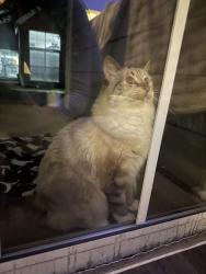 Found/Stray Unknown Cat last seen President St and North Ave, Glendale lakes golf course, Glendale Heights, IL 60139