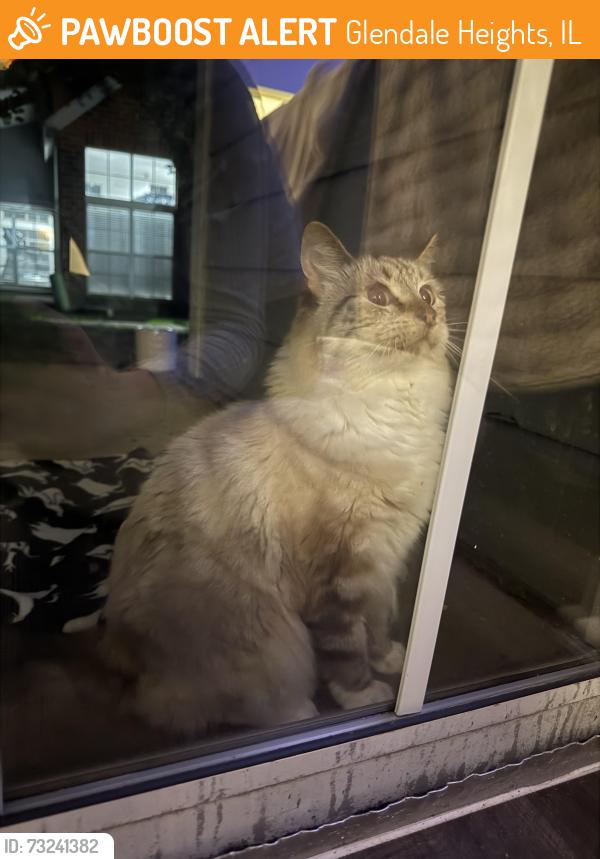 Found/Stray Unknown Cat last seen President St and North Ave, Glendale lakes golf course, Glendale Heights, IL 60139