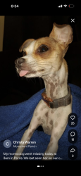 Lost Female Dog last seen Peak trail, Perris, CA 92570