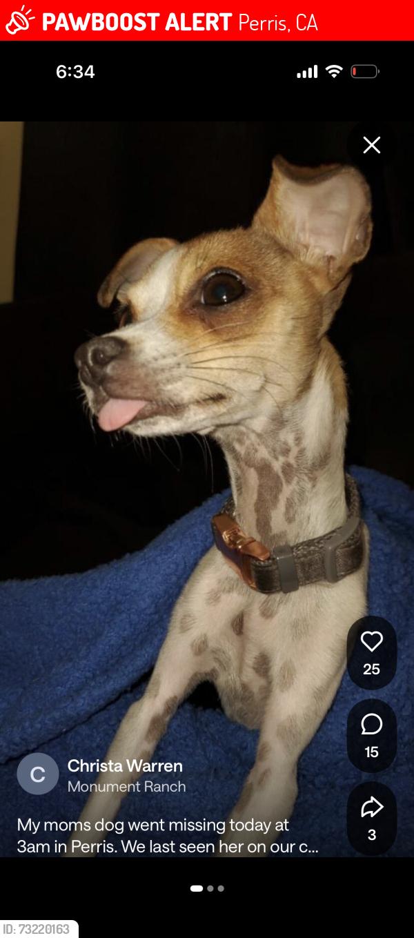 Lost Female Dog last seen Peak trail, Perris, CA 92570