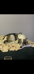 Reunited Male Dog last seen Vermont and Washington, Los Angeles, CA 90007