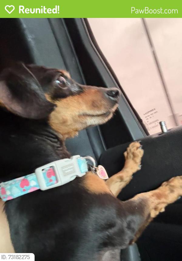 Reunited Female Dog last seen Platte dr, Balch Springs, TX 75180