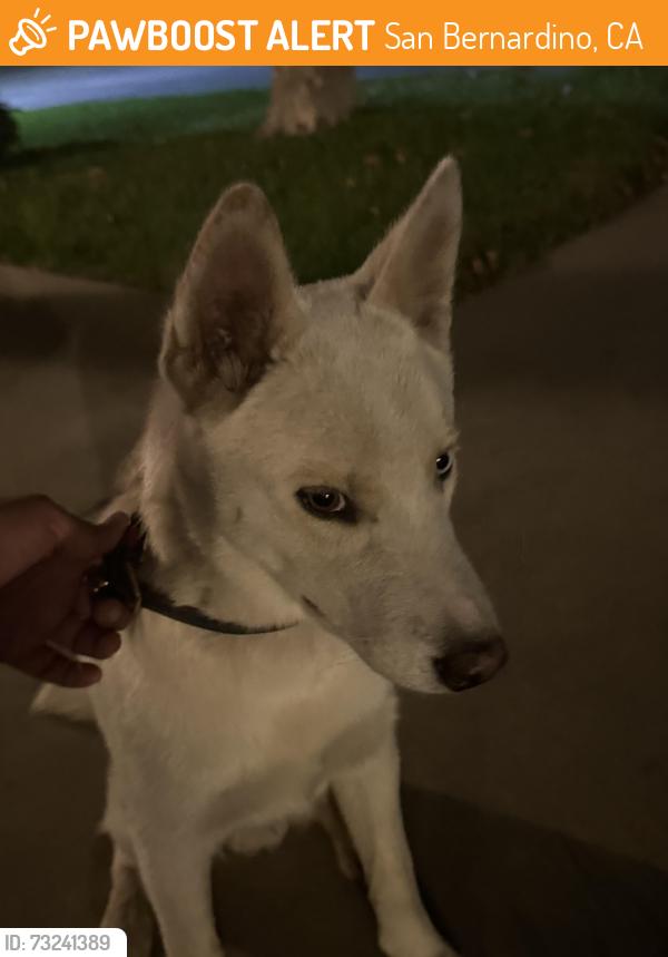 Found/Stray Female Dog last seen Cedar and reservoir, San Bernardino, CA 92407