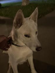 Found/Stray Female Dog last seen Cedar and reservoir, San Bernardino, CA 92407