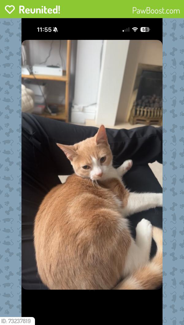 Reunited Female Cat last seen Greenway road, Halton, England 