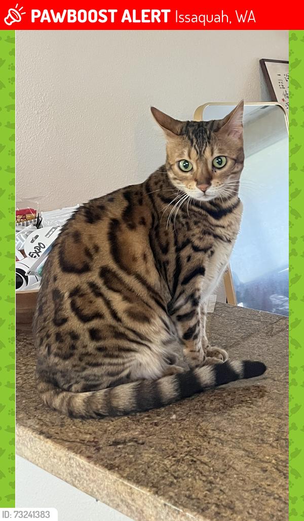 Lost Female Cat last seen Bushes behind Chopaka apmts, off Sunset Ct NW, Issaquah, WA 98027