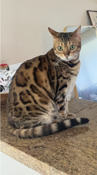 Lost Female Cat last seen Bushes behind Chopaka apmts, off Sunset Ct NW, Issaquah, WA 98027