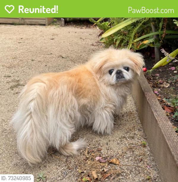 Reunited Female Dog last seen 19th St & Douglass, San Francisco, CA 94114