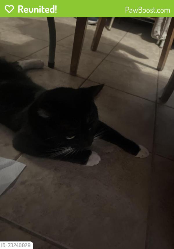 Reunited Male Cat last seen Idaho st and Glen and Belmont, Pasadena, CA 91103