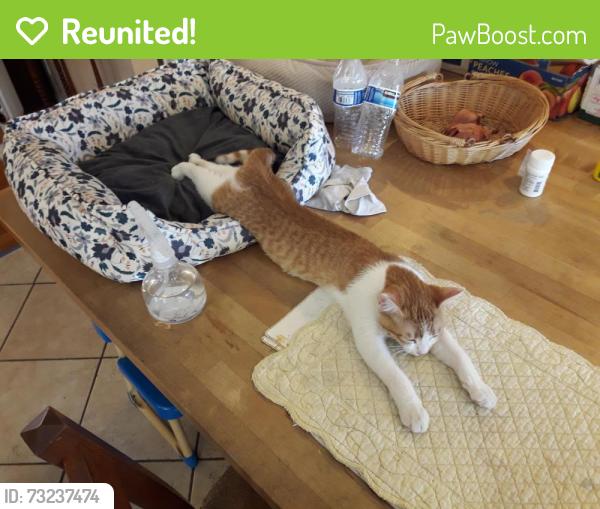 Reunited Female Cat last seen Faculty Ave / Del Amo Blvd, Lakewood Village, Lakewood, CA 90712