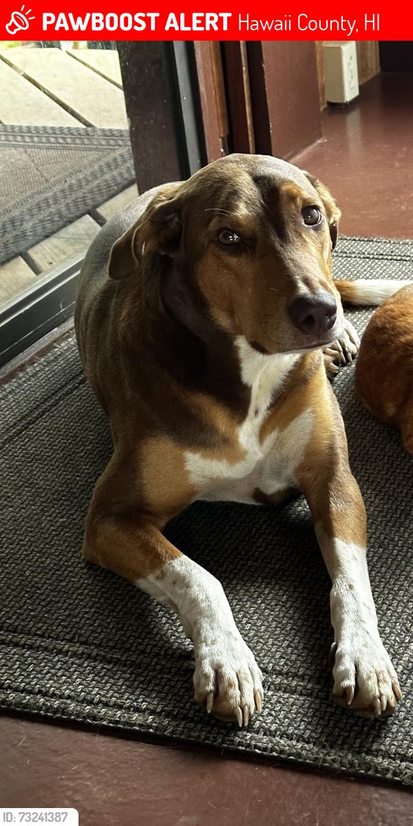 Lost Female Dog last seen Kaihuiki Rd, Hawaii County, HI 96764