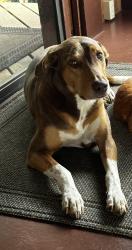 Lost Female Dog last seen Kaihuiki Rd, Hawaii County, HI 96764