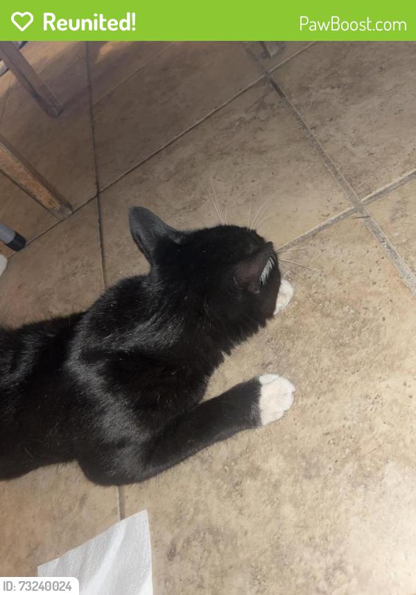 Reunited Male Cat last seen Glen and Belmont, Pasadena, CA 91103