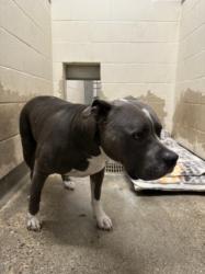 Shelter Stray Male Dog last seen , 3201 Lacy St, Los Angeles, CA 90031, USA