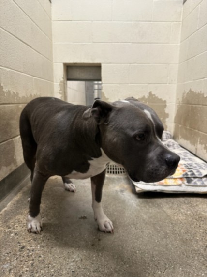 Shelter Stray Male Dog last seen , 3201 Lacy St, Los Angeles, CA 90031, USA