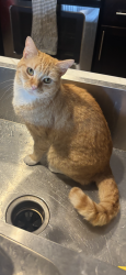 Reunited Male Cat last seen Near building in reunion plaza drive, Apex, NC 27539