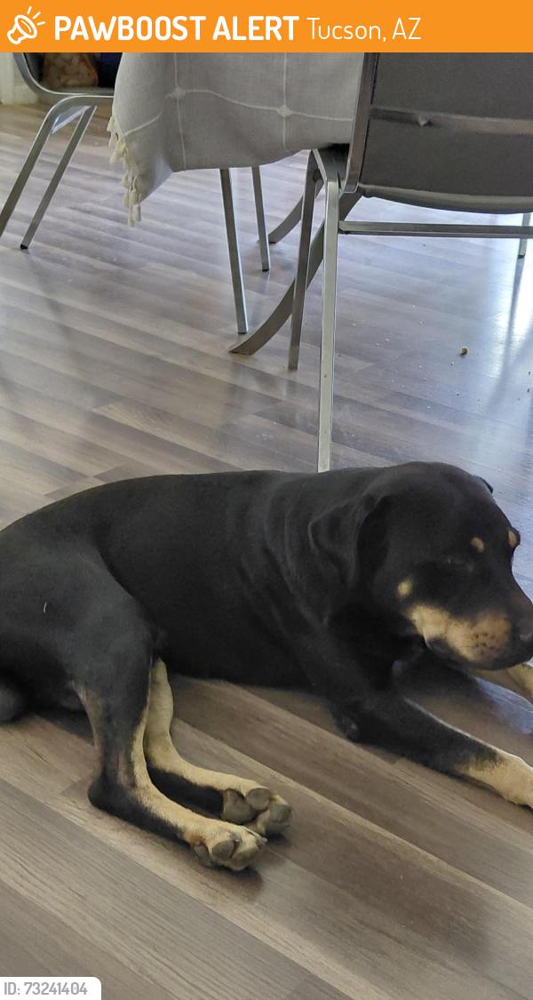 Found/Stray Male Dog last seen Fariland strav and Norton, Tucson, AZ 85713
