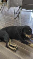 Found/Stray Male Dog last seen Fariland strav and Norton, Tucson, AZ 85713