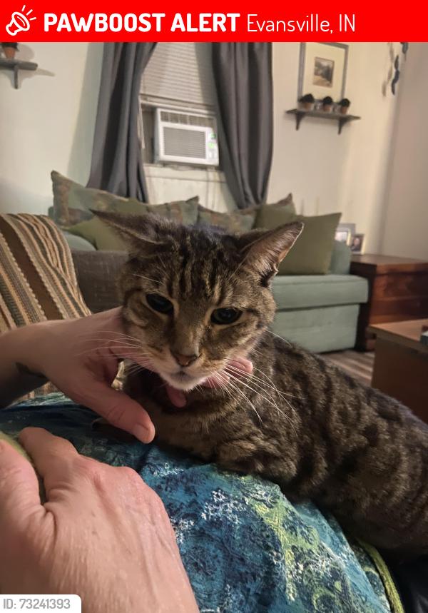 Lost Male Cat last seen Kerth and Negley, Evansville, IN 47711