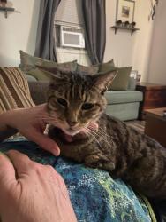 Lost Male Cat last seen Kerth and Negley, Evansville, IN 47711