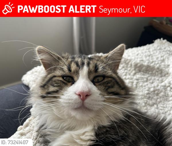 Lost Male Cat last seen Near Seymour college, Seymour, VIC 3660