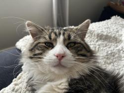 Lost Male Cat last seen Near Seymour college, Seymour, VIC 3660