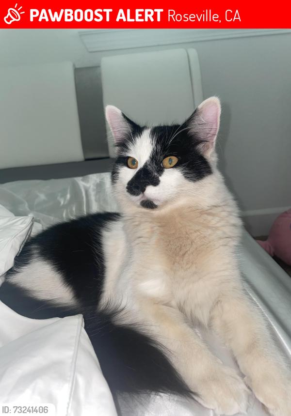 Lost Male Cat last seen Watt ave, Roseville, CA 95747
