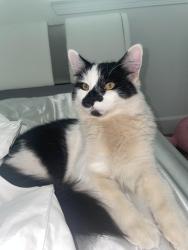 Lost Male Cat last seen Watt ave, Roseville, CA 95747