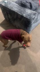 Reunited Male Dog last seen 10mi, Southfield, MI 48033