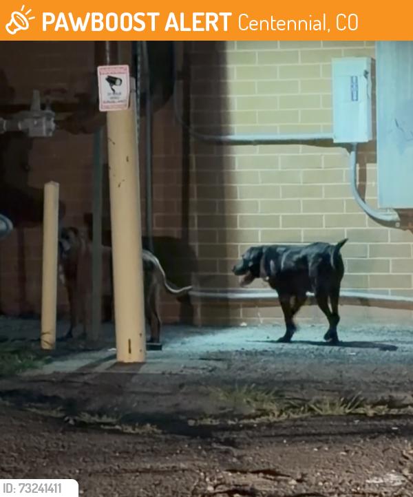 Found/Stray Male Dog last seen University and Maplewood Ave., Centennial, CO 80121
