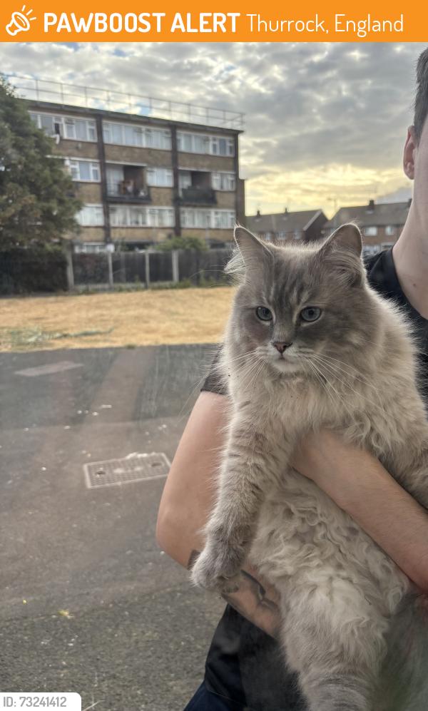 Found/Stray Unknown Cat last seen near favorites chicken tilbury, Thurrock, England 