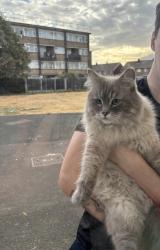 Found/Stray Unknown Cat last seen near favorites chicken tilbury, Thurrock, England 