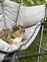 Lost Female Cat last seen Calder, Edmonton, AB T5E 5J8