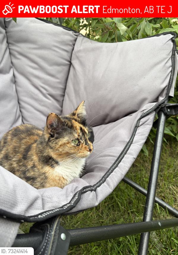 Lost Female Cat last seen Calder, Edmonton, AB T5E 5J8