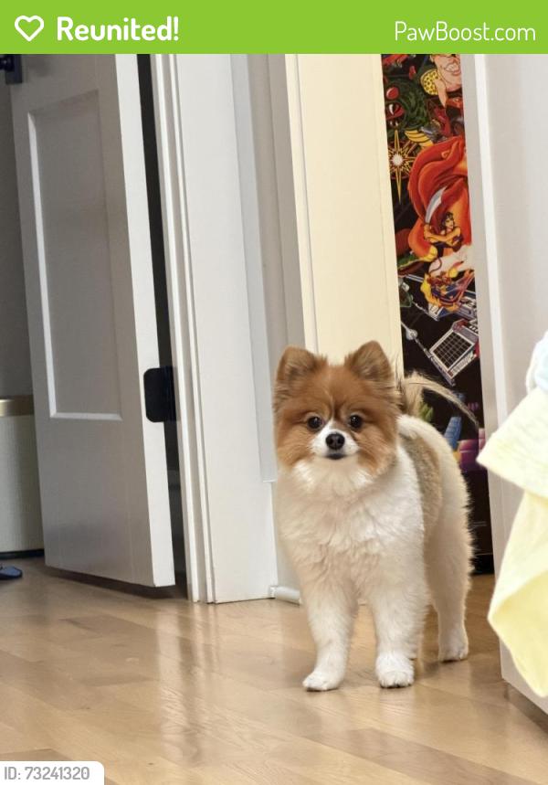 Reunited Male Dog last seen Near honeycutt rd, raleigh, NC 27614, Raleigh, NC 27614