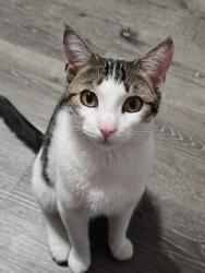 Lost Male Cat last seen Iris Ave, Sunnyvale, CA 94086