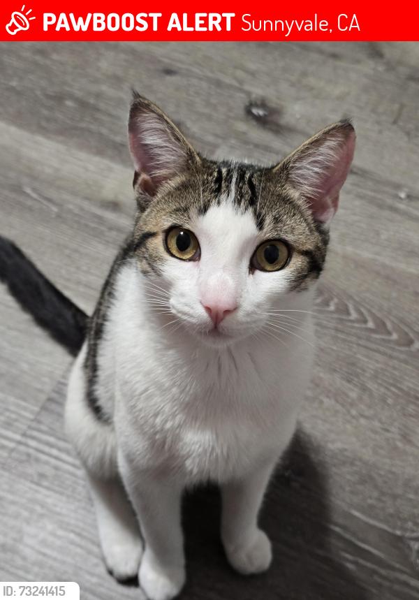 Lost Male Cat last seen Iris Ave, Sunnyvale, CA 94086