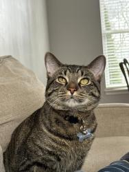 Lost Male Cat last seen Point blvd, Aurora, IL 60504