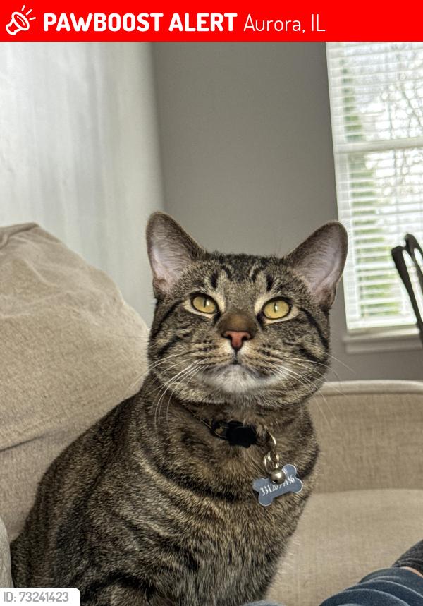 Lost Male Cat last seen Point blvd, Aurora, IL 60504