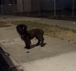 Found/Stray Female Dog last seen Pacific and cedar, Long Beach, CA 90813