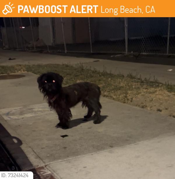 Found/Stray Female Dog last seen Pacific and cedar, Long Beach, CA 90813