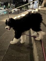Lost Male Dog last seen The Met Museum Steps - Fifth Avenue, New York, NY 10028