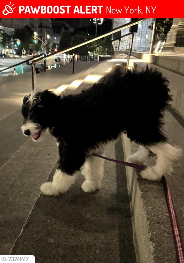 Lost Male Dog last seen The Met Museum Steps - Fifth Avenue, New York, NY 10028