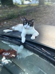 Lost Male Cat last seen Homer street off of highway 58, Chattanooga, TN 37406